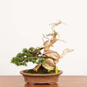 盆栽 特選：糸魚川真柏 現品* しんぱく　シンパク　Shinpaku bonsai 中品盆栽