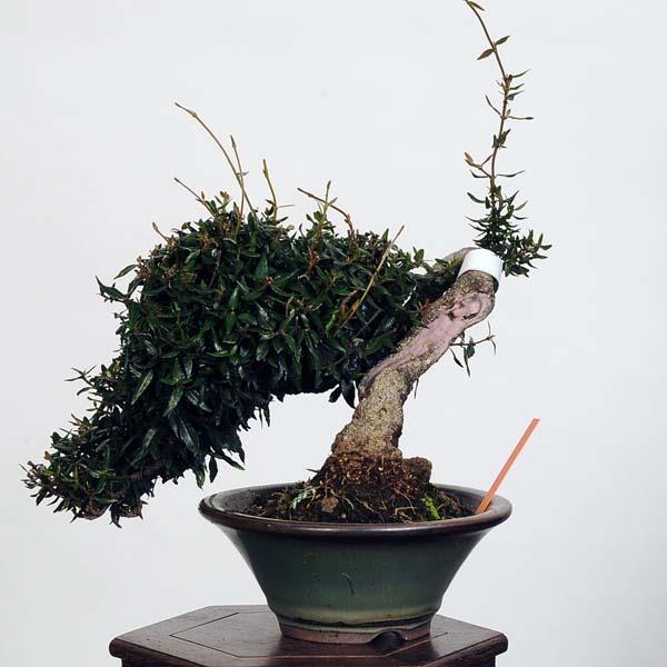 盆栽 特選：縮緬葛（チリメンカズラ）　現品* ちりめんかずら　 Kazura bonsai 小品盆栽