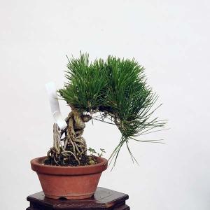 盆栽 特選：三河黒松*　現品 くろまつ　クロマツ　Kuromatsu bonsai 小品盆栽｜y-bonsai