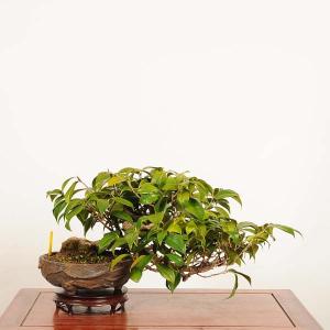 盆栽：椿 (胡蝶侘助)　現品 *つばき　ツバキ Camellia japonica Tsubaki bonsai 中品盆栽