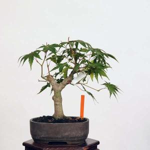 盆栽：山紅葉　現品*山もみじ　モミジ　Momiji bonsai 小品盆栽｜y-bonsai