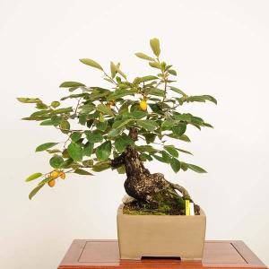 盆栽 特選：山柿　現品 *一点物 カキ Kaki bonsai【大型ヤマト便配送】 大品盆栽