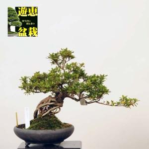 中品盆栽：皐月(貴公子)【現品】*さつきSatsuki【送料無料】｜y-bonsai