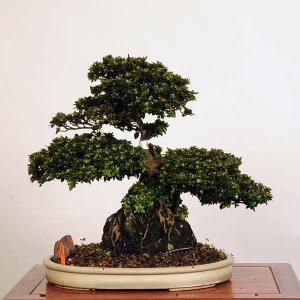 盆栽 特選：皐月(珍山)*現品　サツキ さつき Satsuki bonsai 大品盆栽 大型ヤマト便配送｜y-bonsai