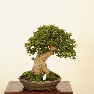 盆栽 特選:皐月(大盃)現品*さつき サツキ ...の詳細画像1