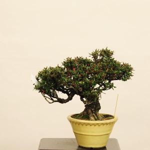 小品盆栽:縮緬かずら(チリメンカズラ) 現品*...の詳細画像1