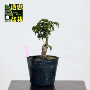 盆栽素材苗：獅子頭もみじ【現品】*Shishigashira【送料無料】｜y-bonsai