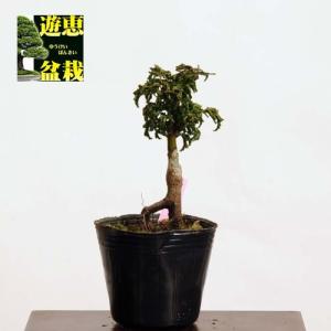 盆栽素材苗：獅子頭もみじ【現品】*Shishigashira【送料無料】｜y-bonsai