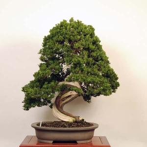 大品盆栽：特選糸魚川真柏*現品 しんぱく　シンパク　Shinpaku 佐川便配送｜y-bonsai