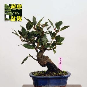 小品盆栽：月桂樹（げっけいじゅ）【現品】*【送料無料】｜y-bonsai
