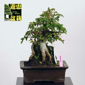 小品盆栽：楓石付（かえで・カエデ）【現品】*Kaede 【送料無料】｜y-bonsai