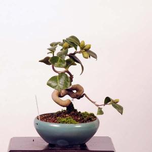 小品盆栽 椿 盆栽 苔玉 の商品一覧 花 ガーデニング 通販 Yahoo ショッピング