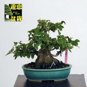 小品盆栽：楓（かえで・カエデ）【現品】*Kaede 【送料無料】｜y-bonsai