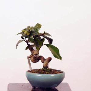 小品盆栽 椿 盆栽 苔玉 の商品一覧 花 ガーデニング 通販 Yahoo ショッピング