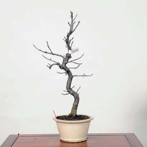 中品盆栽：河津桜*現品 sakura｜y-bonsai