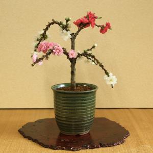 盆栽：南京桃３色しだれ咲き*（春に開花）｜y-bonsai