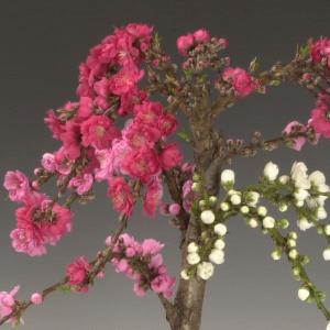 盆栽：南京桃３色しだれ咲き*（春に開花）｜y-bonsai｜02