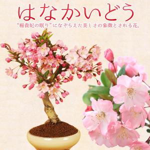 盆栽:すいしかいどう桜* (2024年開花終了)...の商品画像