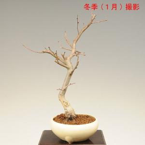 盆栽:すいしかいどう桜* (2024年開花終了...の詳細画像2