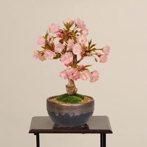 桜盆栽:一才桜盆栽(信楽焼黒イブシ金彩小鉢)*...の詳細画像1