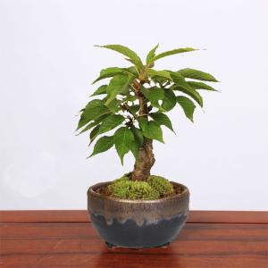 桜盆栽:一才桜盆栽(信楽焼黒イブシ金彩小鉢)*...の詳細画像3