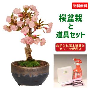 桜盆栽：八重桜(大）*（国産青モッコ陶器鉢）＜2026年開花終了