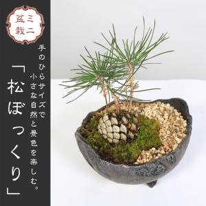 ミニ盆栽：松ぼっくりん*＜黒松＞（国産木の葉鉢)苔と砂付き　景色盆栽  鉢植え 誕生日 祝 プレゼント bonsai｜y-bonsai