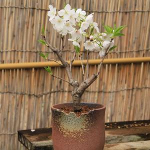 桜：吉野桜盆栽(瀬戸焼ちぎり鉢)*2018年春開花  bonsai