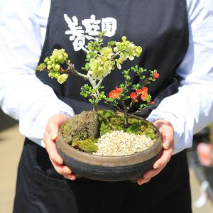 小品盆栽:紅白長寿梅寄せ植え(黒イブシ金彩信楽...の詳細画像1