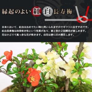 小品盆栽:紅白長寿梅寄せ植え(黒イブシ金彩信楽...の詳細画像2