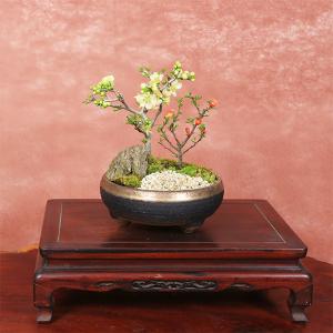 小品盆栽:紅白長寿梅寄せ植え(黒イブシ金彩信楽...の詳細画像3