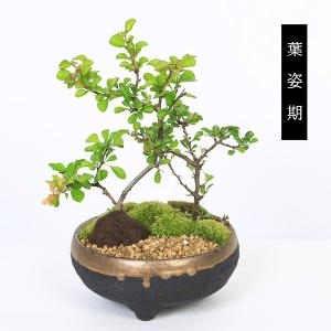 小品盆栽:紅白長寿梅寄せ植え(黒イブシ金彩信楽...の詳細画像5