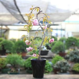 桜盆栽：八重咲しだれ桜(瀬戸焼鉢）*（2023年 春 開花予定）