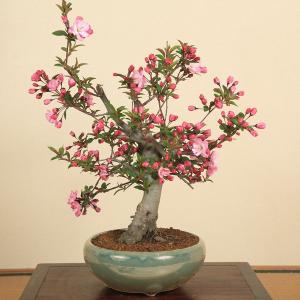 盆栽:特選極太すいしかいどう桜(瀬戸焼鉄鉢)*...の詳細画像1