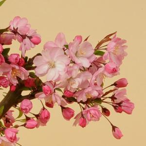 盆栽:特選極太すいしかいどう桜(瀬戸焼鉄鉢)*...の詳細画像2