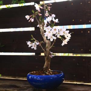 桜盆栽:特選染井吉野桜 瀬戸焼青鉢*(2026...の詳細画像1