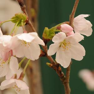 桜盆栽:特選染井吉野桜 瀬戸焼青鉢*(2026...の詳細画像2
