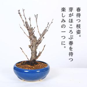 桜盆栽:特選染井吉野桜 瀬戸焼青鉢*(2026...の詳細画像3