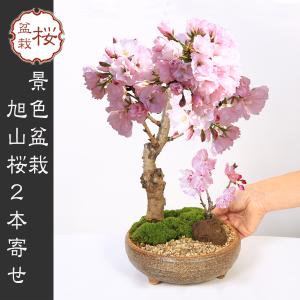 桜盆栽：旭山桜２本寄せ＜信楽焼鉢＞*石と苔と砂付き (2024年開花終了) 景色盆栽一才桜 鉢植え 和 お花見 誕生日 祝 プレゼントにもbonsai｜y-bonsai