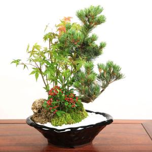 盆栽:ピラカンサ・五葉松寄せ*(瀬戸焼変形鉢)...の詳細画像1