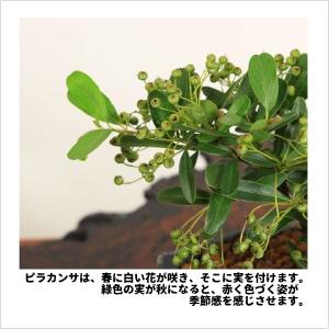 盆栽:ピラカンサ・五葉松寄せ*(瀬戸焼変形鉢)...の詳細画像4