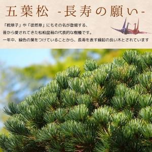 盆栽:ピラカンサ・五葉松寄せ*(瀬戸焼変形鉢)...の詳細画像5