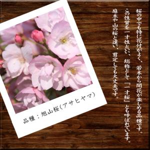 桜盆栽 鉢色選べる:ミニ一才桜(旭山桜)*(信...の詳細画像2
