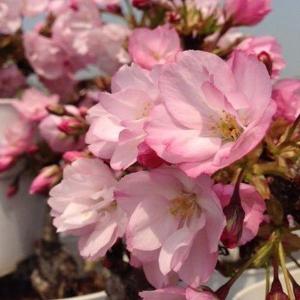 桜盆栽 鉢色選べる:ミニ一才桜(旭山桜)*(信...の詳細画像5