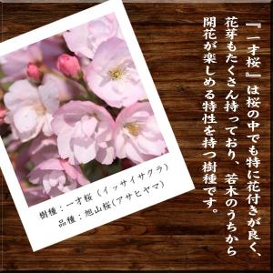 ミニモダン盆栽:一才桜* 鉢を選んでください ...の詳細画像3