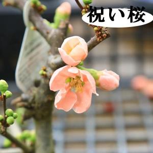 小品盆栽 品種が選べる:木瓜の花 (瀬戸焼三彩...の詳細画像4