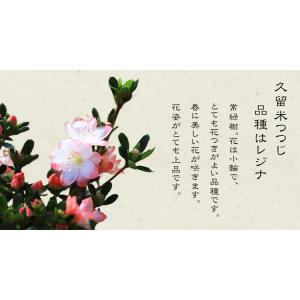 小品盆栽:久留米つつじ(信楽焼鉢)*ツツジ躑躅...の詳細画像2