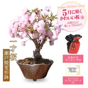 まだ間に合う 母の日ギフト 2024 桜盆栽：母の日開花桜(瀬戸焼変形鉢)*ラッピング付です プレゼントgift 鉢植え鉢花 花 さくらお花見ごbonsaiご予約受付中　｜遊恵盆栽　Yahoo!店