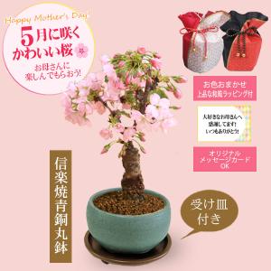 遅れてごめんね母の日ギフト プレゼント桜盆栽 ...の詳細画像2