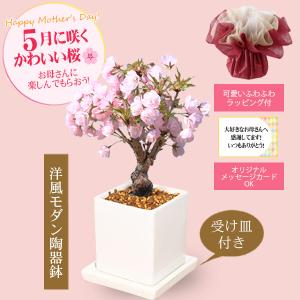 遅れてごめんね母の日ギフト プレゼント桜盆栽 ...の詳細画像3